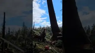 THE JUNGLE CHANGES A MAN #wood #stihl #tree #ytshorts #shortsfeed #chainsaw #ytshorts #viral #nature