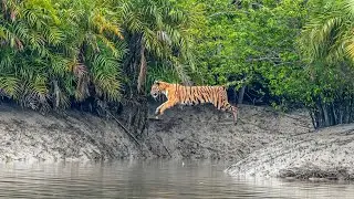 Sundarbans - A Jungle Rhythms Productions     