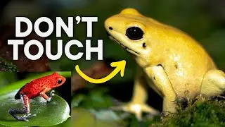 Top 10 Toxic Terrors: Animals You Don't Want to Mess With!