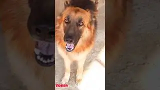cute angry big dog barking sound loudly #viral #germanshepherd #shorts #trending #dog#animals