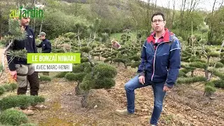 BONSAÏ de jardin NIWAKI, TAILLE, FORMATION et ENTRETIEN avec un pin sylvestre👍