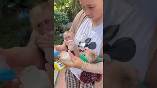 baby monkey waiting for mother to make milk