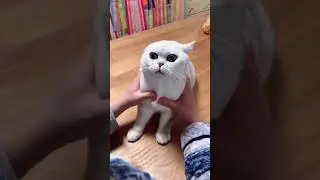funny😺 and khunkaar😈 #short #viral