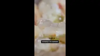 CNN investigates forced labor in India&rsquo;s shrimp supply chain