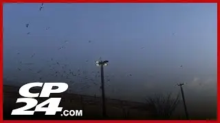 TTC unveils plan to combat seagull problems
