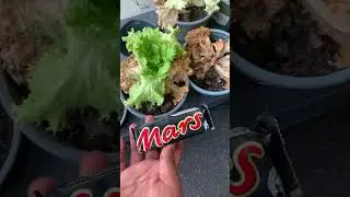 Plants on mars!!! #funny