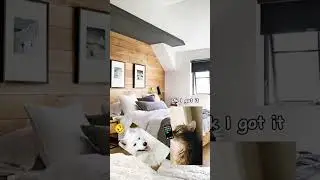cat killed dog for one reason#the robotical knight