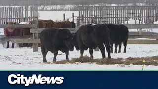 Manitoba Beef Producers call for better safeguards to prevent cattle theft, fraud