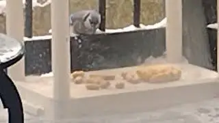 Bird 🐦🕊️ watching #bird #watching