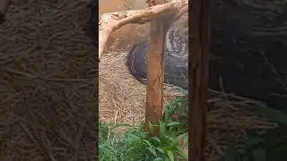 black mamba #snake #snakepark #nairobi #kenya