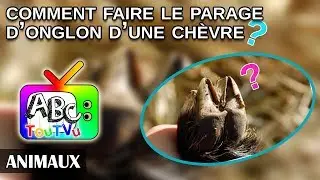 Animaux : comment faire le parage des onglons d'une ch&egrave;vre?