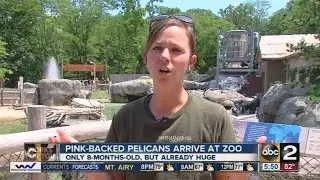 Pink-backed pelicans arrive at Maryland Zoo
