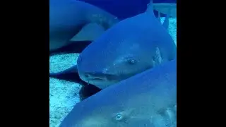Aquarium Rio/Bangkok 012of02