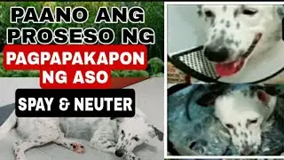 PAANO ANG PROSESO SA PAGPAPAKAPON NG ASO/SPAY NUETER #aso #spay #Neuter #Emskelly #pagpapakapon #aso