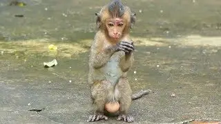Baby Monkey Lori Very Cold - Pitiful Girl Injure Again