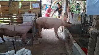The sow is restless so she needs to bred 