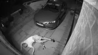 DRUNK NEIGHBOUR CAUGHT ON CCTV