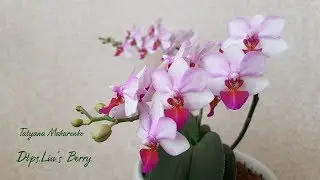 Dtps.Liu&rsquo;s&nbsp;Berry | Цветение орхидеи фаленопсис Льюис Берри | Blossoming Dtps.Liu&rsquo;s&nbsp;Berry | орхидея