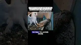 Hawk vs owls #shortvideo #shorts #animals #animalsvideo#youtubeshorts #youtube
