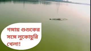 Ganges River Dolphin Near Sabuj Dweep II গঙ্গায় শুশুকের সঙ্গে লুকোচুরি খেলা! @happytotravel1