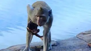 Why Amara Doing Kidnaps Little Baby Monkey Brittany Like This!