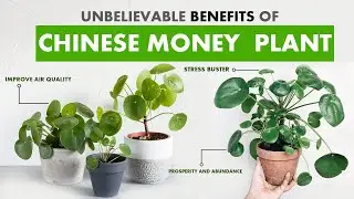 Chinese money plant BENEFITS | How to care for Pilea plant | Pilea plant care | Pilea peperomiodes