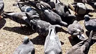 Pigeons White Sound Exposure