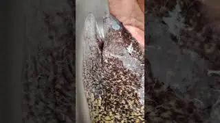 A Rare Look: Handling a Freshly Caught Honeycomb Moray/Eel #MorayEel #CatchAndCook  #OceanToTable