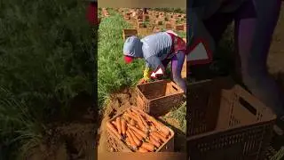 Incredible Carrots Farming...🤯