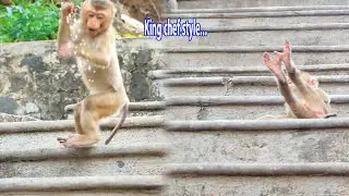 Amazing...When baby monkey SARO make a funny action like king chef style.