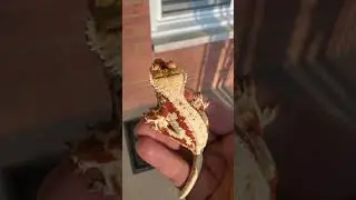 Red Lilly White #LillyWhite #CrestedGecko