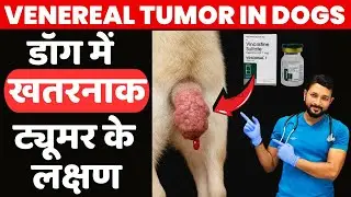 डॉग में ट्यूमर के  जानलेवा लक्षण | Canine Transmissible venereal tumor  |  Venereal Granuloma