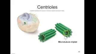 AP Biology CH 4 Lecture 2 (Final) Cell Structure and Functio