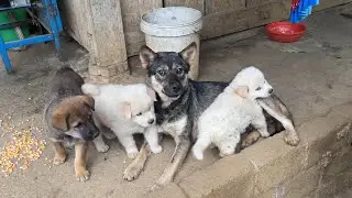 Adorable Chubby Puppies: Two White Fur Babies Who Look Nothing Like Their Mama | Cute Puppy Videos.