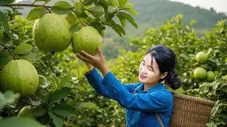 TIMELAPSE -- Harvest 1000+ Giant Guavas, Go to Market Sell & Plant Turmeric Roots | Jolie Daily Life