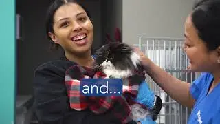 CityVet Certified A Great Places To Work
