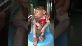 shave the monkey boy's beard