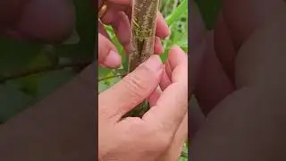 How to Feeding seedlings , Easy Grafting part 1095