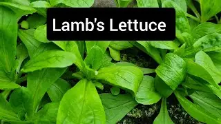 How to harvest lamb's lettuce - corn salad (mache) leaves