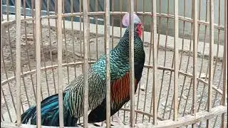terapy mandi pasir untuk ayam hutan hijau di fase adaptasi lingkungan baru.