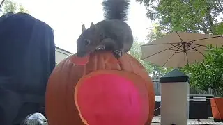 Chipmunk & Squirrel Discover Their Pumpkin Treasure! [4K]