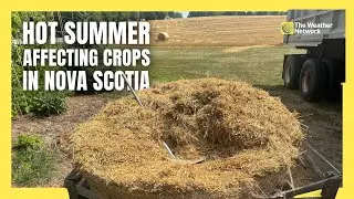 Crops Begin to Suffer During Hot, Dry July in Nova Scotia
