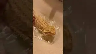 Potty Training a Bearded Dragon #shorts