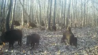ces sangliers sont incroyables😀les biches, chevreuils...sont les outsiders   #wildlife #sanglier