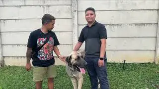 KRONOLOGI THOR BISA DIADOP OM ANDRE JAMBI SUPERBULL ‼️ ANJING KANGAL RAKSASA DARI TURKI