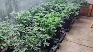 Defoliation and cleaning plants Getting ready for flower Indoor marijuana Shed grow ILGM 5/16/24