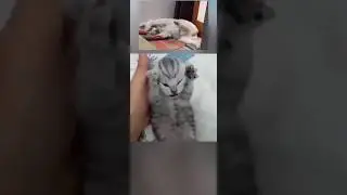 Meme Cat❌ Meme Dog✅ #funny #memecatsviral #memedog #cheems #memeanimals #funnydogs #funnycats