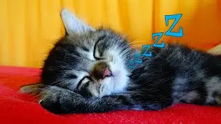 Funny Cats 😸 Sleeping 😴 - Cute Kittens Taking A Nap