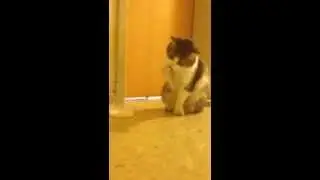 Polite Cat
