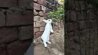 Standing Bunny vs Gravity 🍃✨